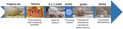 Yawning and Penile Erection Frequencies Are Resilient to Maternal Care Manipulation in the High-Yawning Subline of Sprague–Dawley Rats